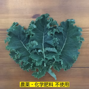 カリーノケール　500g　＜農薬・化学肥料不使用＞
