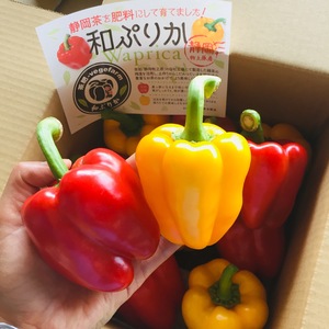 ポケマル 野菜のパプリカの通販 全国の農家から産地直送で取り寄せできるポケットマルシェ