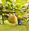 梨「幸水」長野県産3kg 良品2箱で注文受付ラスト‼️