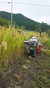冬季湛水不耕起栽培米。玄米  (ささしぐれ)  