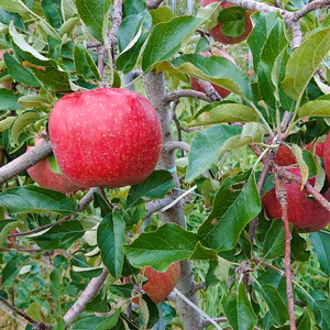 【長野県産】蜜入りシャキシャキ葉とらずふじりんご【予約販売】