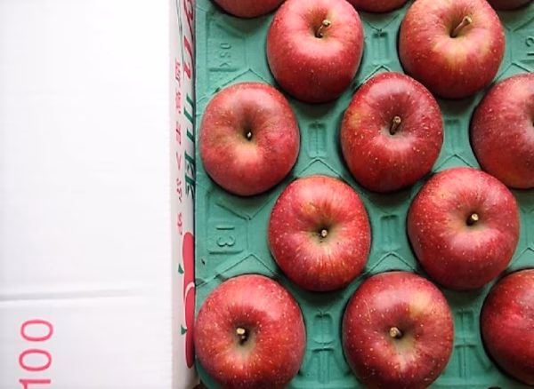 かぐや姫印　完熟サンふじりんご４Ｌサイズ５ｋｇ