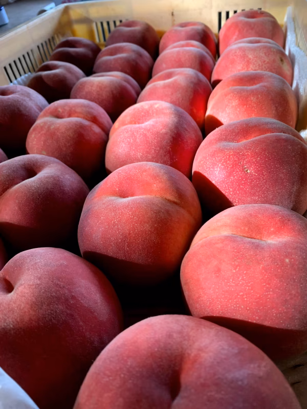 そろそろ終わります！うまいっ！【川中島白桃】