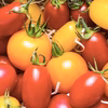 自然栽培４種ミックスミニトマト8〜10月限定【子供に人気】【飛騨高山産】
