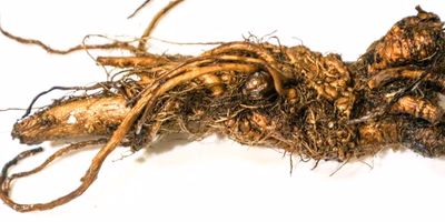 「たんぽぽコーヒー」を自宅で手づくり。ノンカフェインのやさしい飲み物ができた！