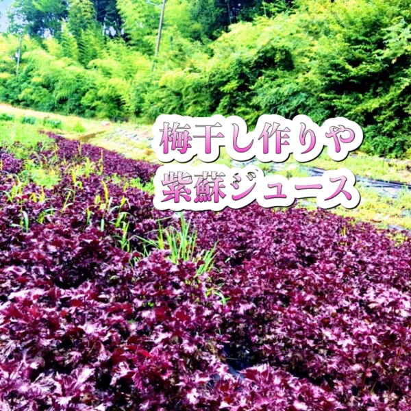 1kg【数量限定】農薬不使用の赤紫蘇！自然栽培！無肥料！