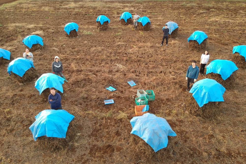 落花生ぼっちを作りに 千葉県八街市の小山さんの畑に行ってきたよ 農家漁師から産地直送の通販 ポケットマルシェ