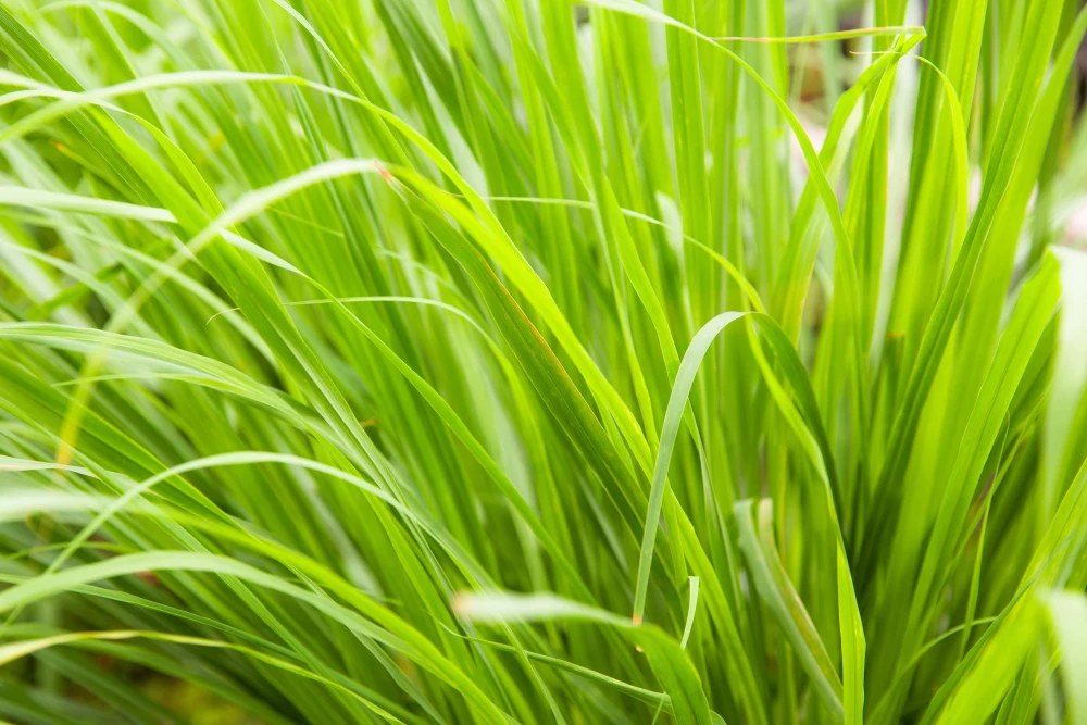 フレッシュ！沖縄県産 レモングラス・茎