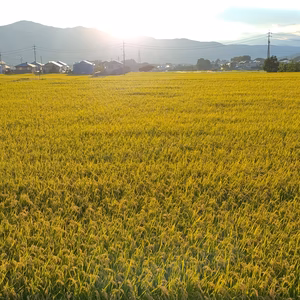 [Ｒ4年産新米]特別栽培米 あきたこまち 玄米10kg