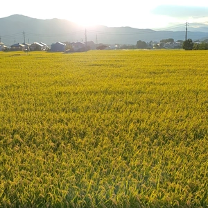 [Ｒ4年産新米]特別栽培米 あきたこまち 玄米10kg