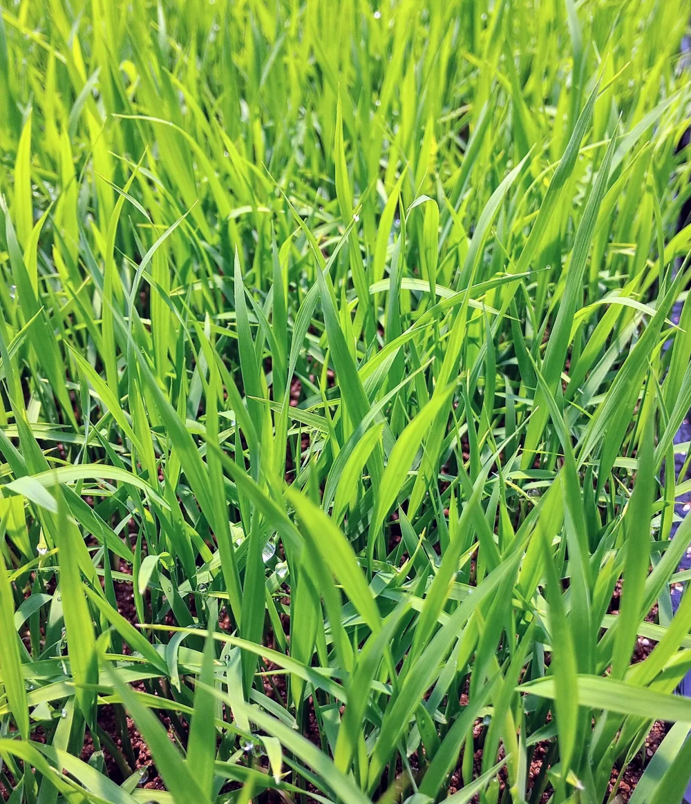 【 無農薬・コシヒカリ玄米】数量限定・令和4年産 有機質肥料栽培