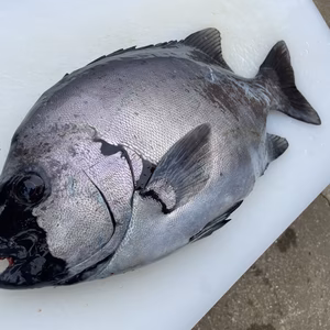 【松島産】石鯛（1.6kg）
