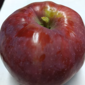 極早生品種 ビスタベラ 加工用