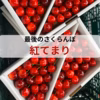  さくらんぼ 【紅てまり】贈答 お中元 ゴルフ 特大