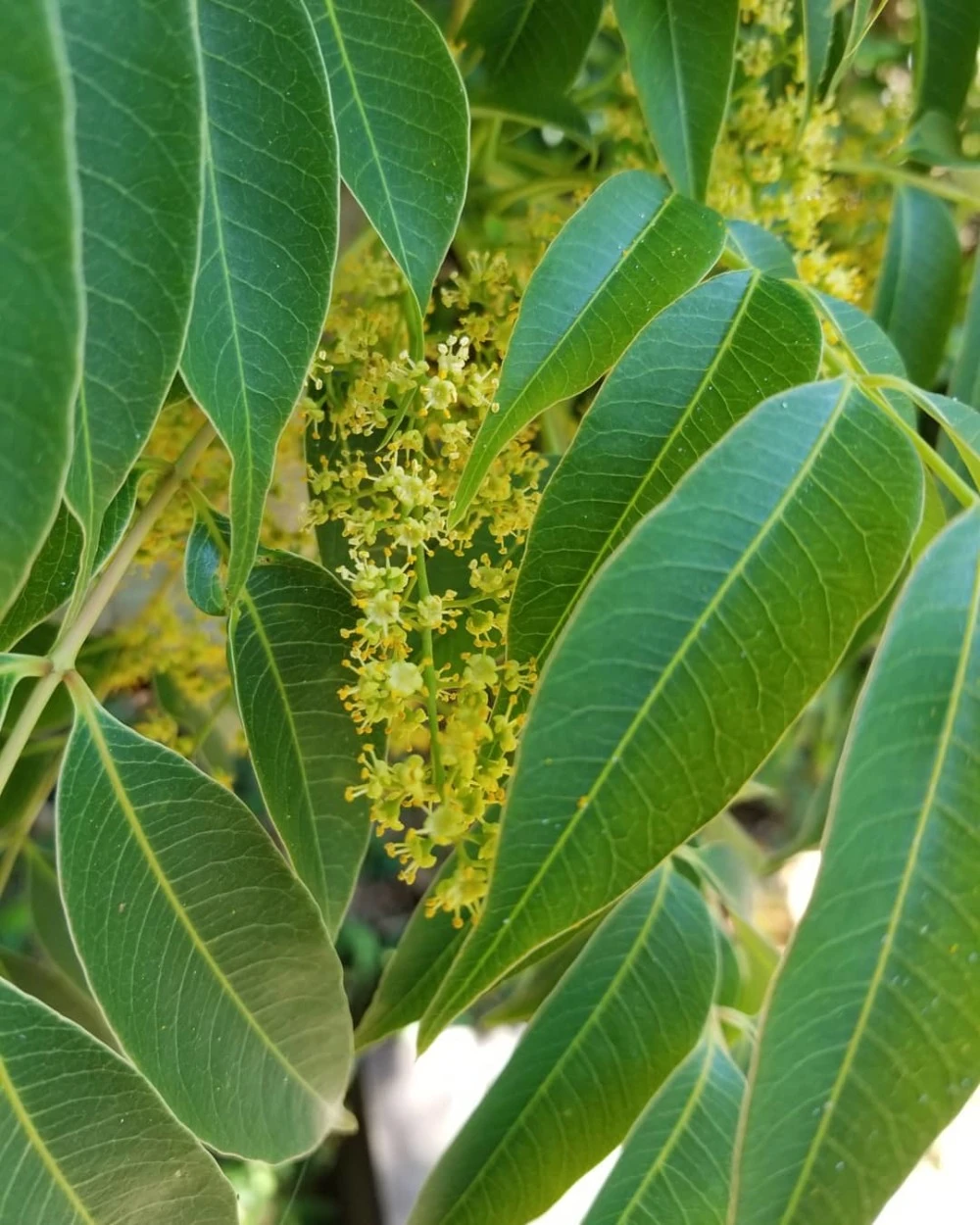 山の花々から蜜蜂が集めてくれたハチミツ（2023年度 百花蜜1200g・和歌山）