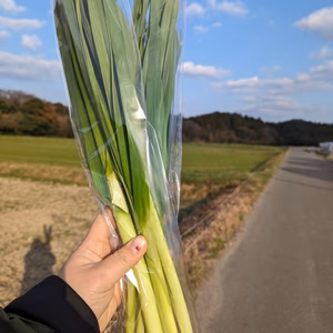 葉食専用にんにく☆「葉ニンニク」100グラム袋✕10袋（約1キロ）