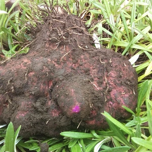 【農薬不使用】紫山芋４キロ