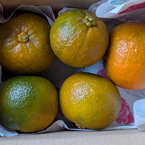 ★数量限定★​【極上の香り】和の天然果汁「橙（だいだい）」1kg 