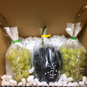 種無し大粒ぶどう2色(ﾊﾟｰﾌﾟﾙ&ｼｬｲﾝ)セット　家庭用　1.5kg