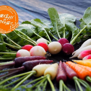 生で丸ごと美味しい！ミニ野菜ランダムミックスセット