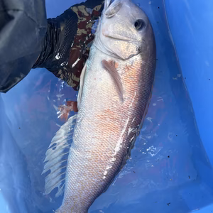 希少☆ 本日限定15:00まで: 活〆白甘鯛　1匹　約1kg前後