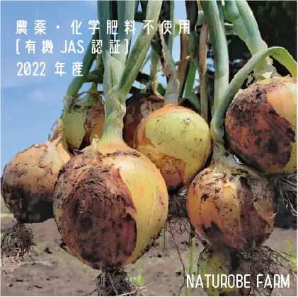 【Organic】小ぶりサイズの有機玉ねぎ