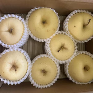 青森りんごを直送　『ご家庭用金星』２Kg　６～９個入り