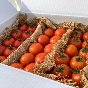 イスラエルと日本の中玉トマト希少品種詰め合わせ★計3種合計1.3kg