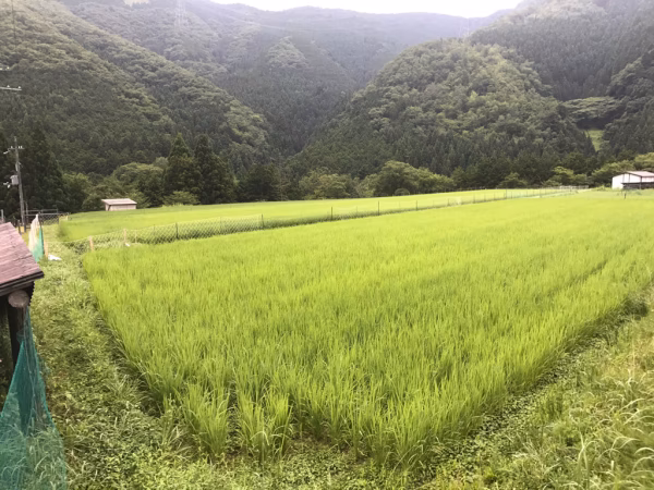 お米  ミルキークイーン(白米)