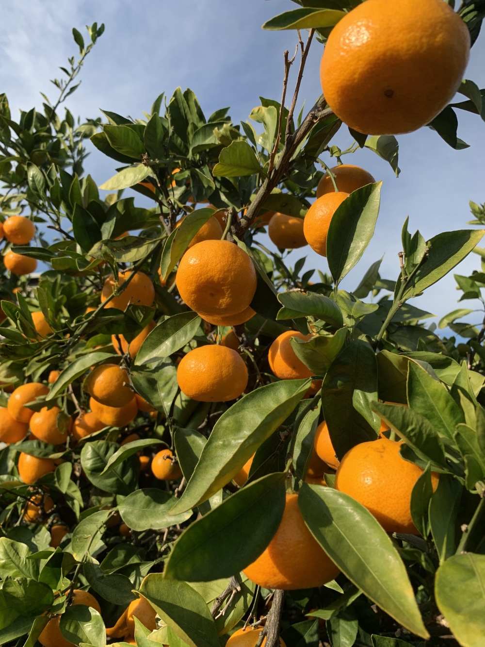 みかんの通販・お取り寄せ商品｜果物｜ポケットマルシェ｜産地