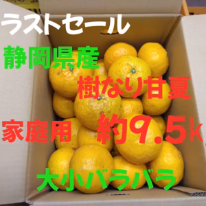 静岡県産　樹なり甘夏　家庭用　約9.5㎏