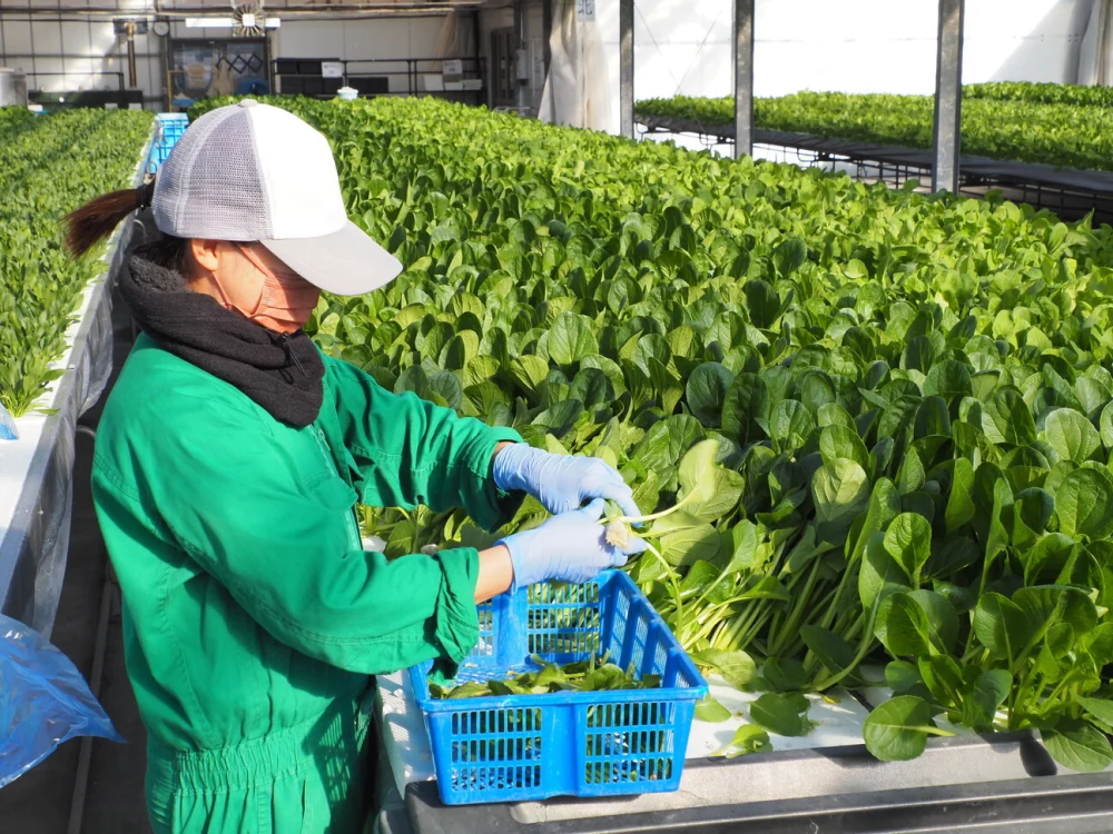 JGAP認定農場】バラ売り！水耕栽培の小松菜＋ルッコラ！｜野菜の商品