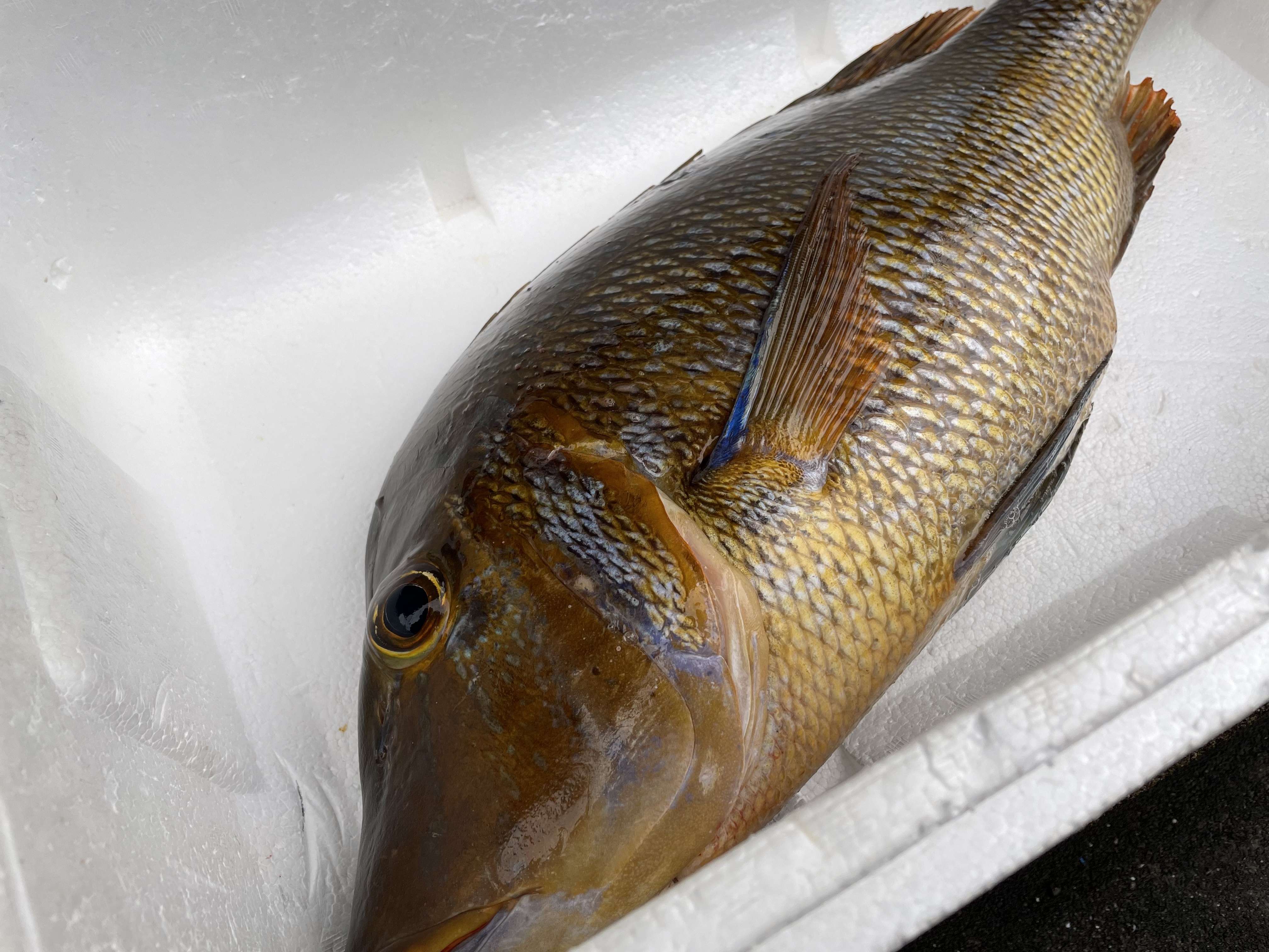 魚突き 傷ありフエフキダイ3 5kg 鱗 内臓処理済み 農家漁師から産地直送の通販 ポケットマルシェ