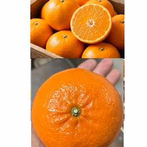 採れたて❣️【減農薬】果汁たっぷり せとかの姉妹♪麗紅(レイコウ)