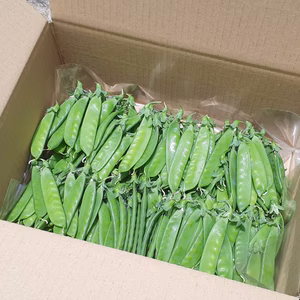 信州四賀より。【絹さやえんどう】500g