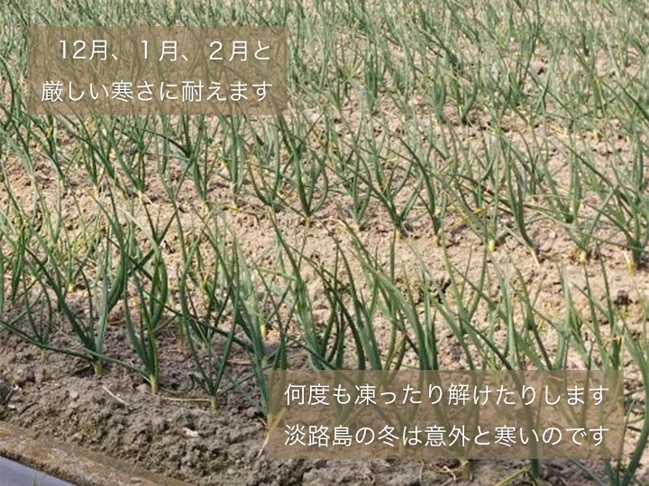 【大玉】淡路島産たまねぎ 特別栽培 兵庫県認証食品 レシピ付き 令和4年収穫分