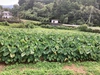 農薬・化学肥料不使用のサトイモ（白芽）3キロ