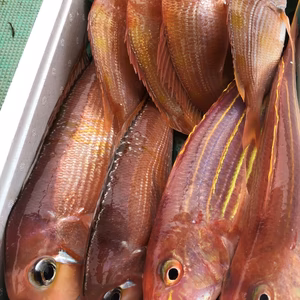 アマダイ!!レンコダイ!!イトヨリダイ!!! 詰め合わせセット