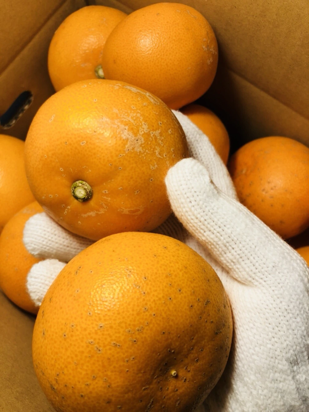 【柑橘の大トロ】せとか 2㎏×２箱（ご家庭用）※２月下旬より順次発送開始