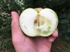 【まるでレモン！】家庭用・ジャム作り用　英国生まれのブラムリー（青リンゴ）