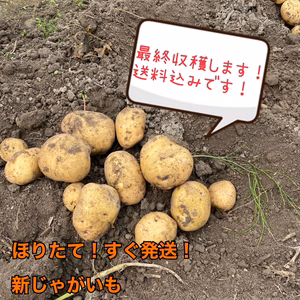 ほりたてその日に発送！新じゃがいもキタアカリ5kg