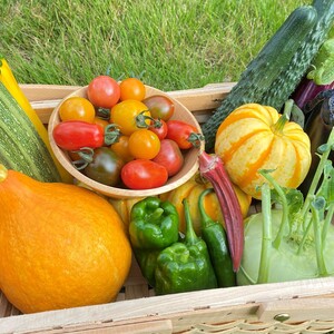 野菜ソムリエプロ農家 カラフル＆旬野菜セット(10種類以上)