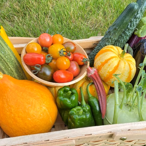 野菜ソムリエプロ農家 カラフル＆旬野菜セット(10種類以上)