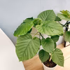 ［在庫］フィカス　ウンベラータ　曲がり　観葉植物　室内