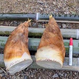 【予約、数量限定】旬の堀りたてタケノコ3kg(時期指定なし、4月中)