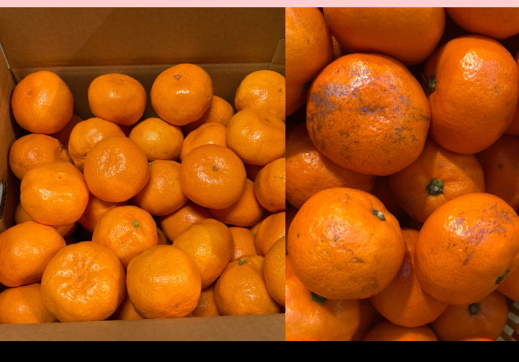 愛情たっぷりで育った有田みかん★温州みかん家庭用LLサイズ約10kg 『最終値下げ』温州みかん LLサイズ 家庭用 約10kg