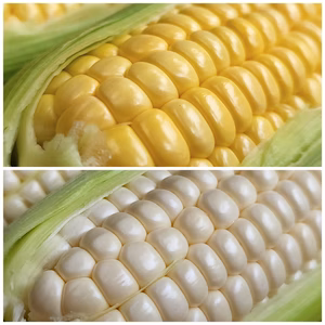 【朝採り!!】あなたは黄色派？それとも白色派？2色のとうもろこし食べ比セット!!