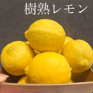 【和歌山県産】有田市からお届け！丸ごと使える自然派レモン　3kg、5kg