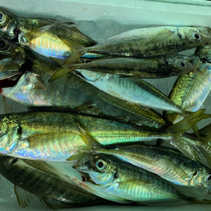 お待たせ‼️鮮魚‼️　日本海産天然アジBOX 2025‼️［真鯵］