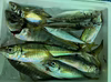 お待たせ‼️鮮魚‼️　日本海産天然アジBOX 2025‼️［真鯵］